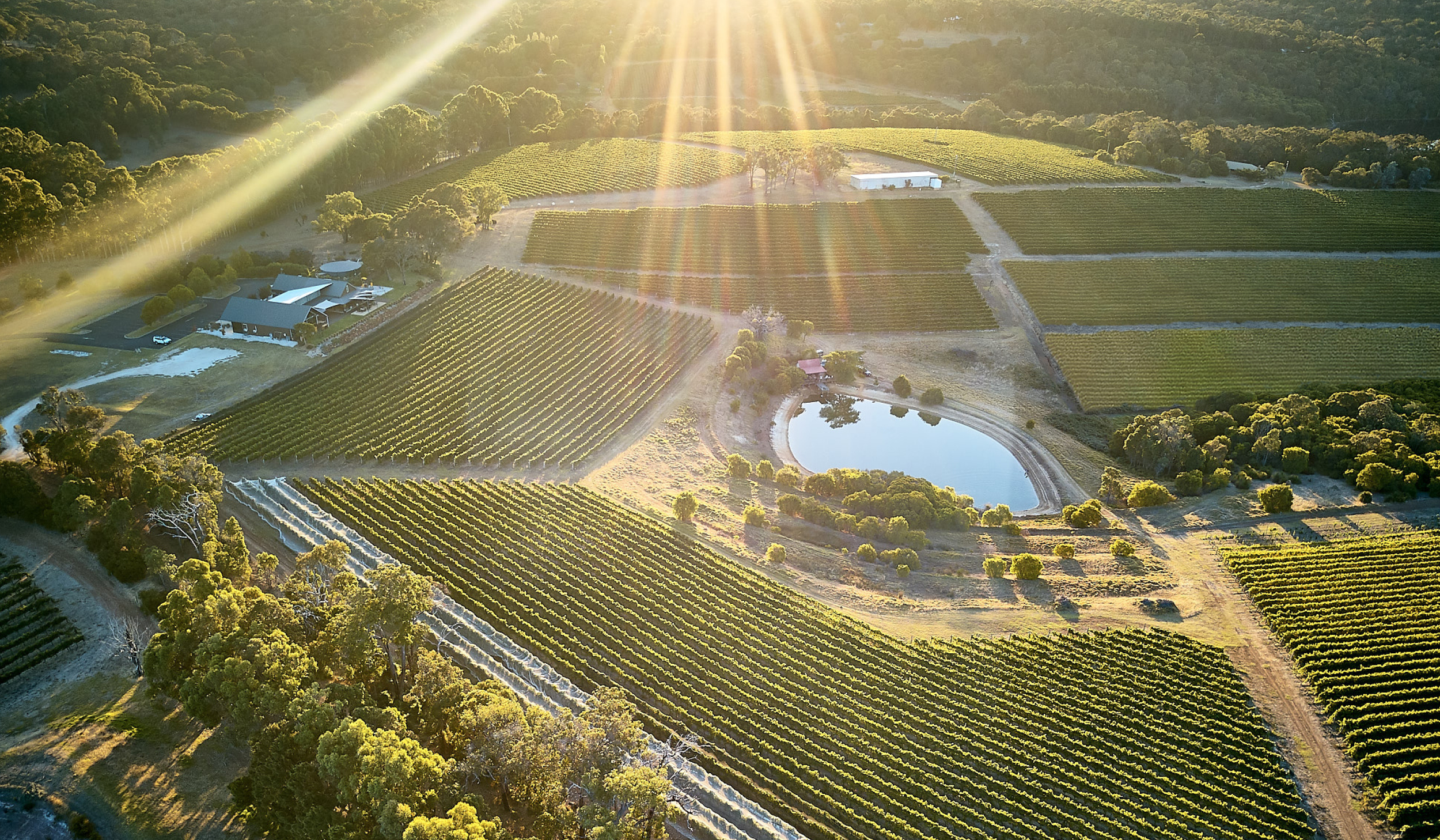 Drone image of Wills Domain vineyard